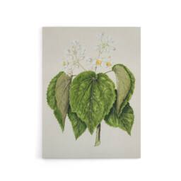 "Artery8 New Zealand Whau Cork Tree Flowers Featon Canvas Wall Art Print in Beige - Size: W18"" x H24""" - thumbnail 1