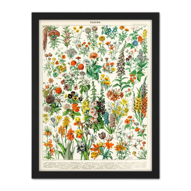 "Artery8 Wall Art Print Millot Encyclopedia Page Flowers Plants Large Framed Wall Décor Art in Black - Size: W18"" x H24""" - image 1
