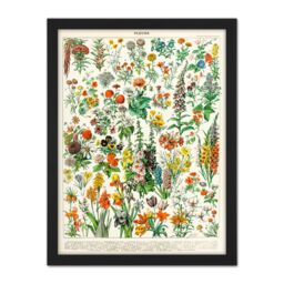 "Artery8 Wall Art Print Millot Encyclopedia Page Flowers Plants Large Framed Wall Décor Art in Black - Size: W18"" x H24""" - thumbnail 1