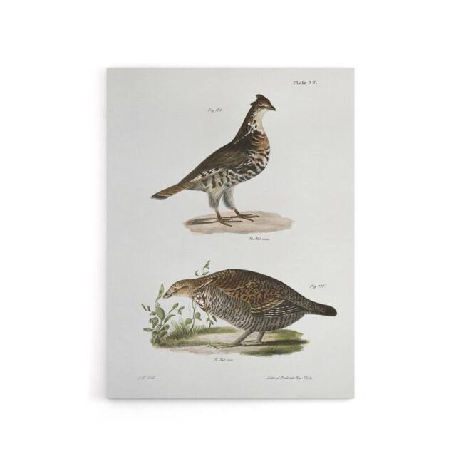 "Artery8 James De Kay Partridge & Pinnated Grouse Canvas Wall Art Print in White - Size: W12"" x H16""" - image 1