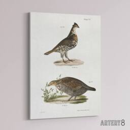 "Artery8 James De Kay Partridge & Pinnated Grouse Canvas Wall Art Print in White - Size: W12"" x H16""" - thumbnail 2