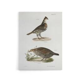 "Artery8 James De Kay Partridge & Pinnated Grouse Canvas Wall Art Print in White - Size: W12"" x H16""" - thumbnail 1