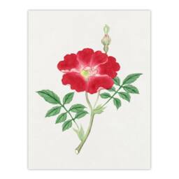 Artery8 Vintage Japan Botanical Framed Wall Art Print Red Flower - Size: A4 - thumbnail 3