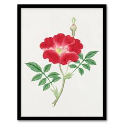 Artery8 Vintage Japan Botanical Framed Wall Art Print Red Flower - Size: A4 - thumbnail 1