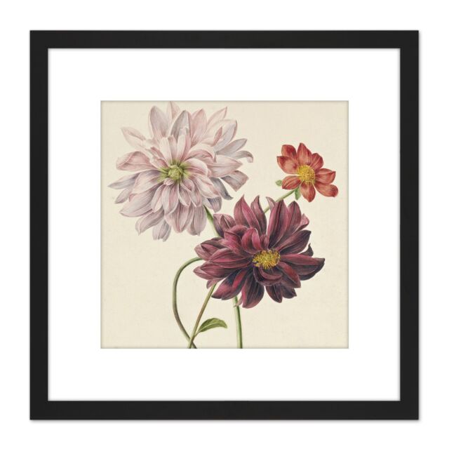 Artery8 Willem Hekking Dahlias Flowers Pink & Purple 8X8 Inch Square Wooden Framed Wall Art Print Picture with Mount in Black - image 1