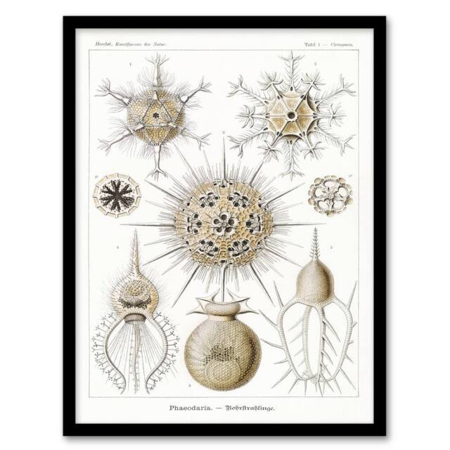Artery8 Ernst Haeckel Framed Wall Art Phaeodaria Amoeba Vintage Illustration in White - Size: A4 - image 1