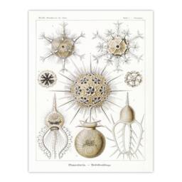 Artery8 Ernst Haeckel Framed Wall Art Phaeodaria Amoeba Vintage Illustration in White - Size: A4 - thumbnail 3