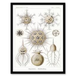 Artery8 Ernst Haeckel Framed Wall Art Phaeodaria Amoeba Vintage Illustration in White - Size: A4 - thumbnail 1