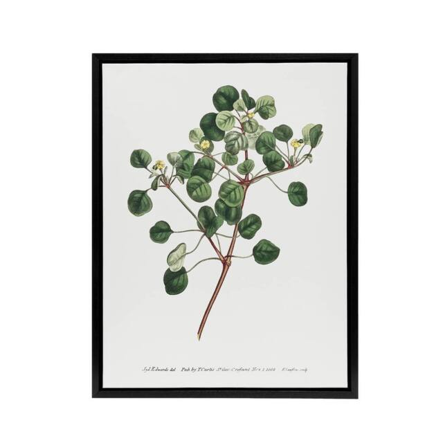 "Artery8 Francis Sansom Manchineel Berry Flowering Plant Framed Canvas Art in White - Size: W12"" x H16""" - image 1