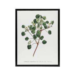 "Artery8 Francis Sansom Manchineel Berry Flowering Plant Framed Canvas Art in White - Size: W12"" x H16""" - thumbnail 1