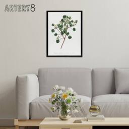 "Artery8 Francis Sansom Manchineel Berry Flowering Plant Framed Canvas Art in White - Size: W12"" x H16""" - thumbnail 3