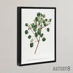 "Artery8 Francis Sansom Manchineel Berry Flowering Plant Framed Canvas Art in White - Size: W12"" x H16""" - thumbnail 2