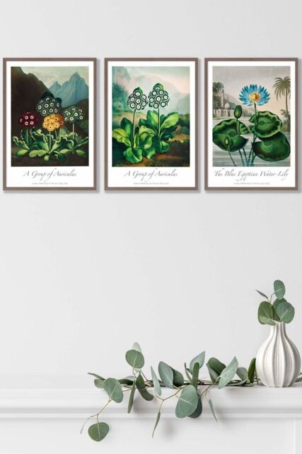 ARTZE Vintage Auricula & Lily Flowers Floral Framed Wall Art - Medium in Walnut - Size: W45 cm x H62 cm x D20mm - image 1