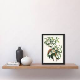 Artery8 Audubon Framed Wall Art Print Bachmans Warbler & Franklinia Tree in White - Size: A4 - thumbnail 2