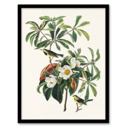 Artery8 Audubon Framed Wall Art Print Bachmans Warbler & Franklinia Tree in White - Size: A4 - thumbnail 1