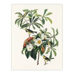 Artery8 Audubon Framed Wall Art Print Bachmans Warbler & Franklinia Tree in White - Size: A4 - thumbnail 3