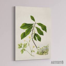 "Artery8 Caltha New Zealand Marsh Marigold Plant Featon Canvas Wall Art Print - Size: W24"" x H32""" - thumbnail 2