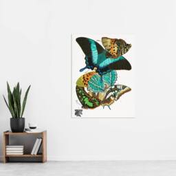 "Artery8 Colourful Butterflies Vintage Wall Art Print Eugene Seguy - Size: W12"" x H16""" - thumbnail 4