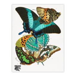 "Artery8 Colourful Butterflies Vintage Wall Art Print Eugene Seguy - Size: W12"" x H16""" - thumbnail 1