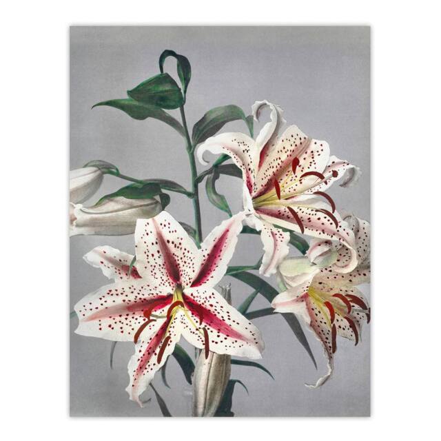 "Artery8 White Pink Spotted Lily Flowers Vintage Wall Art Print Kazumasa - Size: W12"" x H16""" - image 1