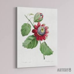 "Artery8 Passion Flower Illustration Redoute Vintage Canvas Wall Art in White - Size: W18"" x H24""" - thumbnail 2