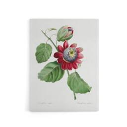 "Artery8 Passion Flower Illustration Redoute Vintage Canvas Wall Art in White - Size: W18"" x H24""" - thumbnail 1