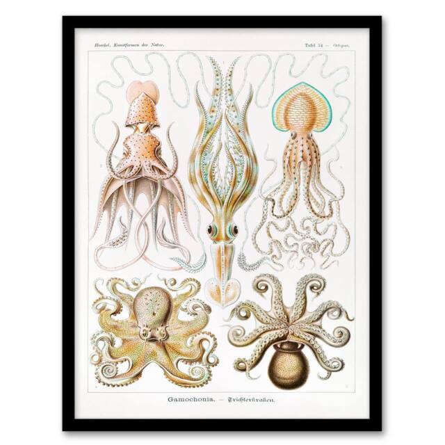 Artery8 Ernst Haeckel Framed Wall Art Squid & Octopus Vintage Illustrations in White - Size: A4 - image 1