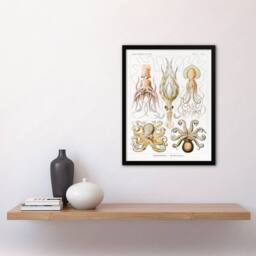 Artery8 Ernst Haeckel Framed Wall Art Squid & Octopus Vintage Illustrations in White - Size: A4 - thumbnail 2