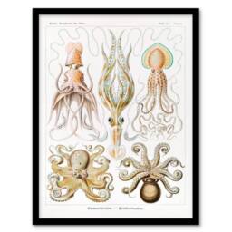 Artery8 Ernst Haeckel Framed Wall Art Squid & Octopus Vintage Illustrations in White - Size: A4 - thumbnail 1