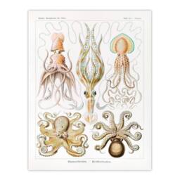 Artery8 Ernst Haeckel Framed Wall Art Squid & Octopus Vintage Illustrations in White - Size: A4 - thumbnail 3