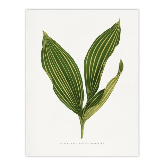 "Artery8 AF Lydon Benjamin Fawcett Lily of the Valley Leaf Wall Art Print in White - Size: W12"" x H16""" - image 1