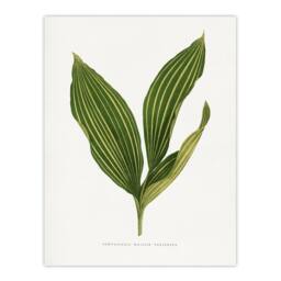 "Artery8 AF Lydon Benjamin Fawcett Lily of the Valley Leaf Wall Art Print in White - Size: W12"" x H16""" - thumbnail 1