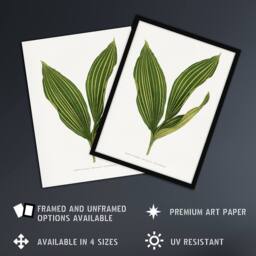 "Artery8 AF Lydon Benjamin Fawcett Lily of the Valley Leaf Wall Art Print in White - Size: W12"" x H16""" - thumbnail 2
