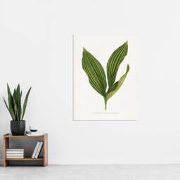 "Artery8 AF Lydon Benjamin Fawcett Lily of the Valley Leaf Wall Art Print in White - Size: W12"" x H16""" - thumbnail 4