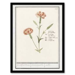 "Artery8 Carnation Dianthus Flower Anselmus de Boodt Framed Wall Art Print in White - Size: W12"" x H16""" - thumbnail 1