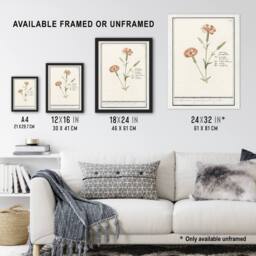 "Artery8 Carnation Dianthus Flower Anselmus de Boodt Framed Wall Art Print in White - Size: W12"" x H16""" - thumbnail 3