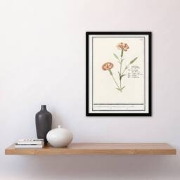 "Artery8 Carnation Dianthus Flower Anselmus de Boodt Framed Wall Art Print in White - Size: W12"" x H16""" - thumbnail 4