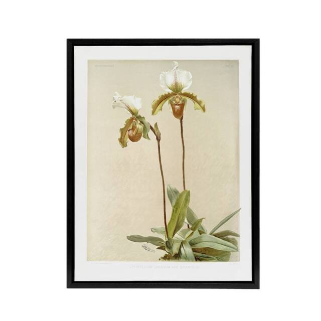 "Artery8 F Sander Cypripedium Leeanum Var Giganteum Orchid Framed Canvas Art - Size: W12"" x H16""" - image 1