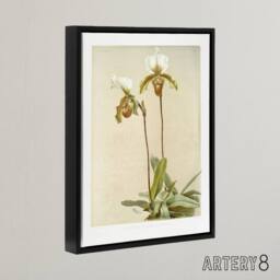 "Artery8 F Sander Cypripedium Leeanum Var Giganteum Orchid Framed Canvas Art - Size: W12"" x H16""" - thumbnail 2