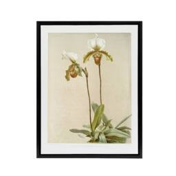 "Artery8 F Sander Cypripedium Leeanum Var Giganteum Orchid Framed Canvas Art - Size: W12"" x H16""" - thumbnail 1