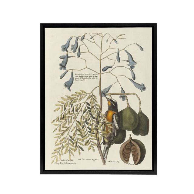 "Artery8 Vintage Bird & Plant Illustration Catesby Black Framed Canvas Art in Beige - Size: W12"" x H16""" - image 1