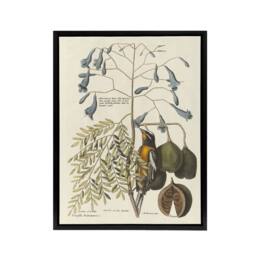 "Artery8 Vintage Bird & Plant Illustration Catesby Black Framed Canvas Art in Beige - Size: W12"" x H16""" - thumbnail 1