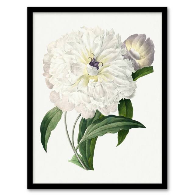 Artery8 Peony Flower Illustration Redoute Vintage Framed Wall Art Print in White - Size: A4 - image 1