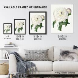 Artery8 Peony Flower Illustration Redoute Vintage Framed Wall Art Print in White - Size: A4 - thumbnail 3