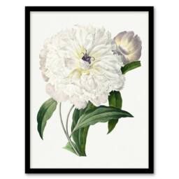 Artery8 Peony Flower Illustration Redoute Vintage Framed Wall Art Print in White - Size: A4 - thumbnail 1