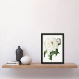 Artery8 Peony Flower Illustration Redoute Vintage Framed Wall Art Print in White - Size: A4 - thumbnail 4