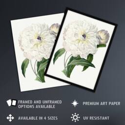 Artery8 Peony Flower Illustration Redoute Vintage Framed Wall Art Print in White - Size: A4 - thumbnail 2