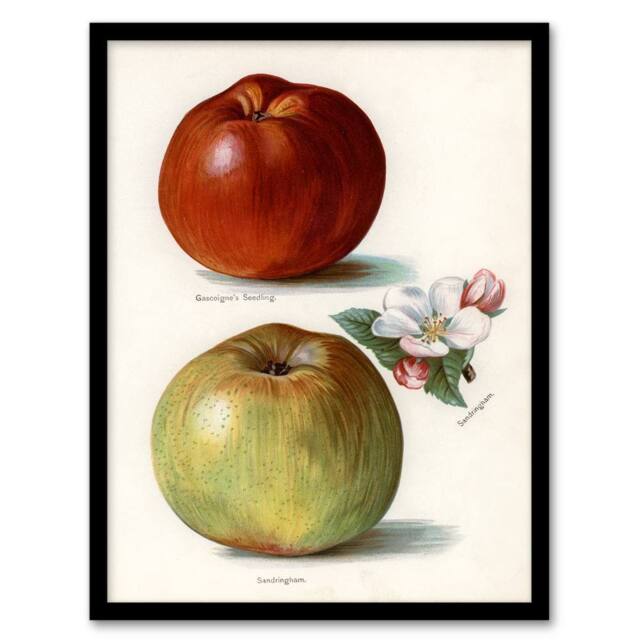 Artery8 John Wright Framed Wall Art Gascoignes Seedling Sandringham Apples in White - Size: A4 - image 1