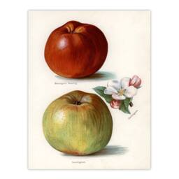 Artery8 John Wright Framed Wall Art Gascoignes Seedling Sandringham Apples in White - Size: A4 - thumbnail 3