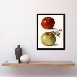 Artery8 John Wright Framed Wall Art Gascoignes Seedling Sandringham Apples in White - Size: A4 - thumbnail 2